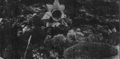 Thumbnail for version as of 12:48, 29 January 2025